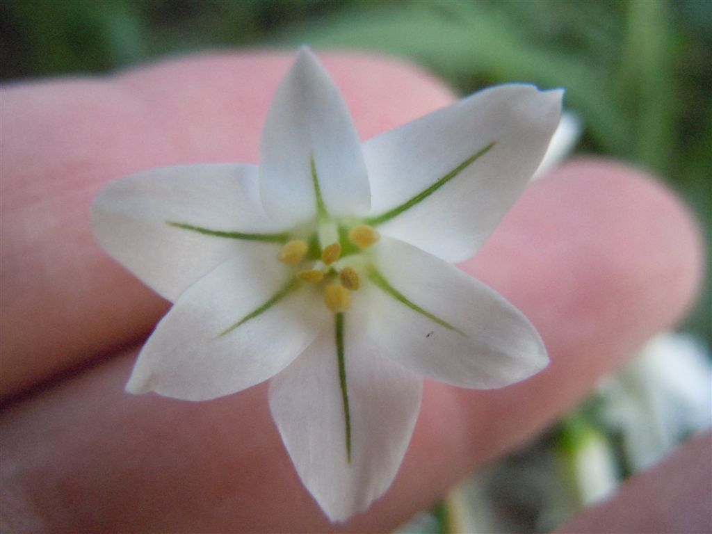 Fiorellini bianchi - Allium triquetrum L.